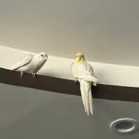 عروس هلندی سفید گمشده