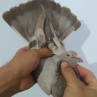کفتر شهرستانی پلاکی