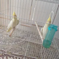 پرنده عروس هلندی