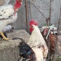 مرغ و خروس
