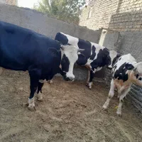گوساله چاق