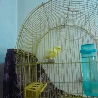 قناری خوشگل نر  تمیز