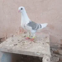 کبوتر