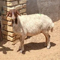 حیوانات مزرعه