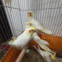 عروس هلندی