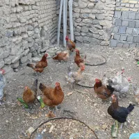 مرغ تخم گذار محلی