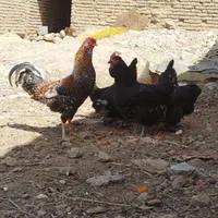 ۶تا مرغ جوان|حیوانات مزرعه|فرخ‌شهر, |دیوار