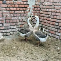 ۳ تا غوغاز نژاد سنگین وزن