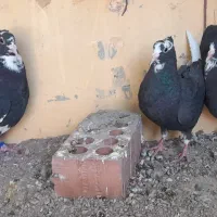 کبوتر