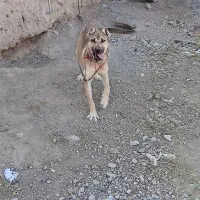 سگ سرابی نر ۶ ماهه