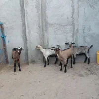 بزغاله سانن و الپاین