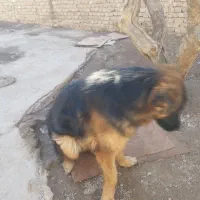 ژرمن نر یک ساله