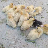 جوجه اردک اسراییلی