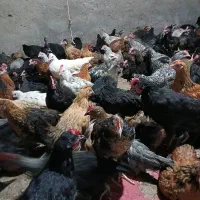 جوجه و مرغ بوقلمون