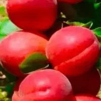 نهال آقای نهال بزرگترین تولید کننده نهال