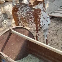بزکهره دار،گیسه چاق