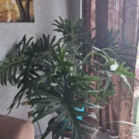 درختچه برگ انجیری مخصوص شرکت و اداره جات