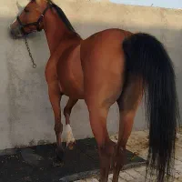 اسب مادیون دره شوری