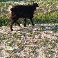 دو عدد بز و بزغاله