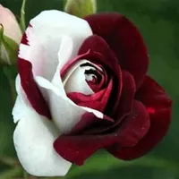 نگهداری وامورمنزل