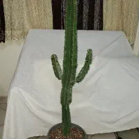 کاکتوس افوربیا