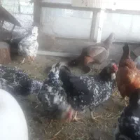 مرغ کپ یا کرچ