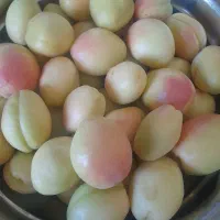 سلام نوری خوب ارگانیک