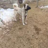 کانگال دو ساله