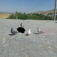کبوتر  نامه بر