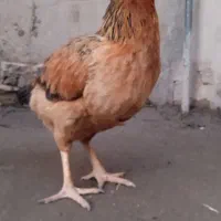مرغ تخمی