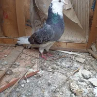 فنج ماده و کفتر