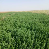 یونجه خشک