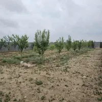 قطعات ۶۰۰متری ملگی آب برق گاز مناسب ساخت|فروش خانه و ویلا|مشهد, توس|دیوار
