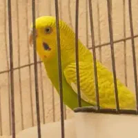 یدونه مرغ عشق گم شده