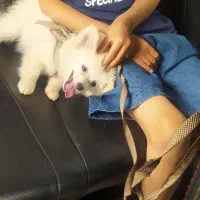 سگ پامر پوزه روباهی