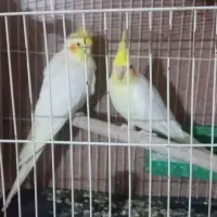 فروش  یک جفت عروس هلندی مولد
