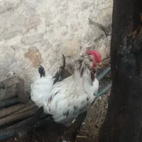 یک عدد خروس گلین زیبا