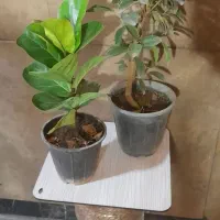 فروش پک پنج تایی گیاه آپارتمانی تخفیف ویژه