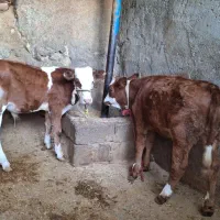 دو راس گوساله سمیتال درجه یک