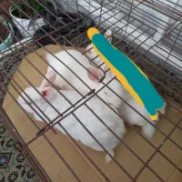 خرگوش نر و ماده به شرط طوله دادن