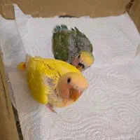 طوطی برزیلی سرلاکی بیگ سایز فول رام