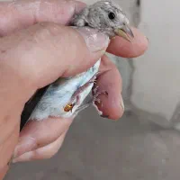 جوجه سهره