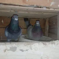 پلاکی عراق