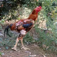 لاری نژاد دار