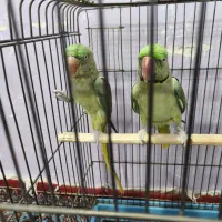 جفت شاه طوطی