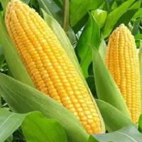 بذر ذرت