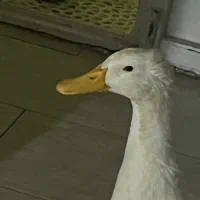 اردک