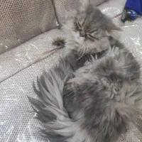 گربه|گربه|تهران, مینای شمالی (مخبر)|دیوار