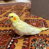 جوجه عروس هلندی دو ماهه