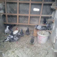 کفتر صید وجفتگاه